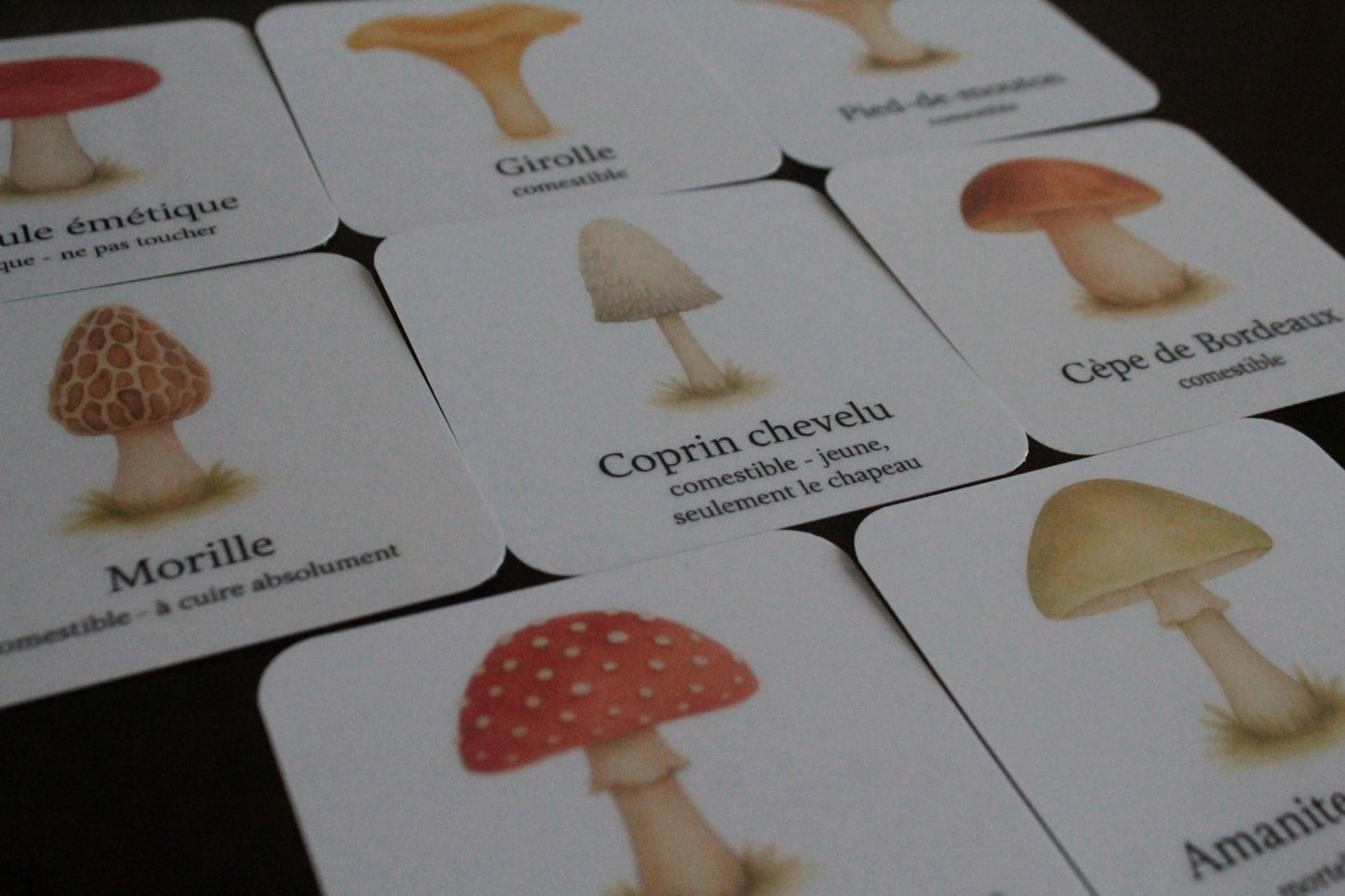 Pack de 8 cartes « le monde secret des champignons »