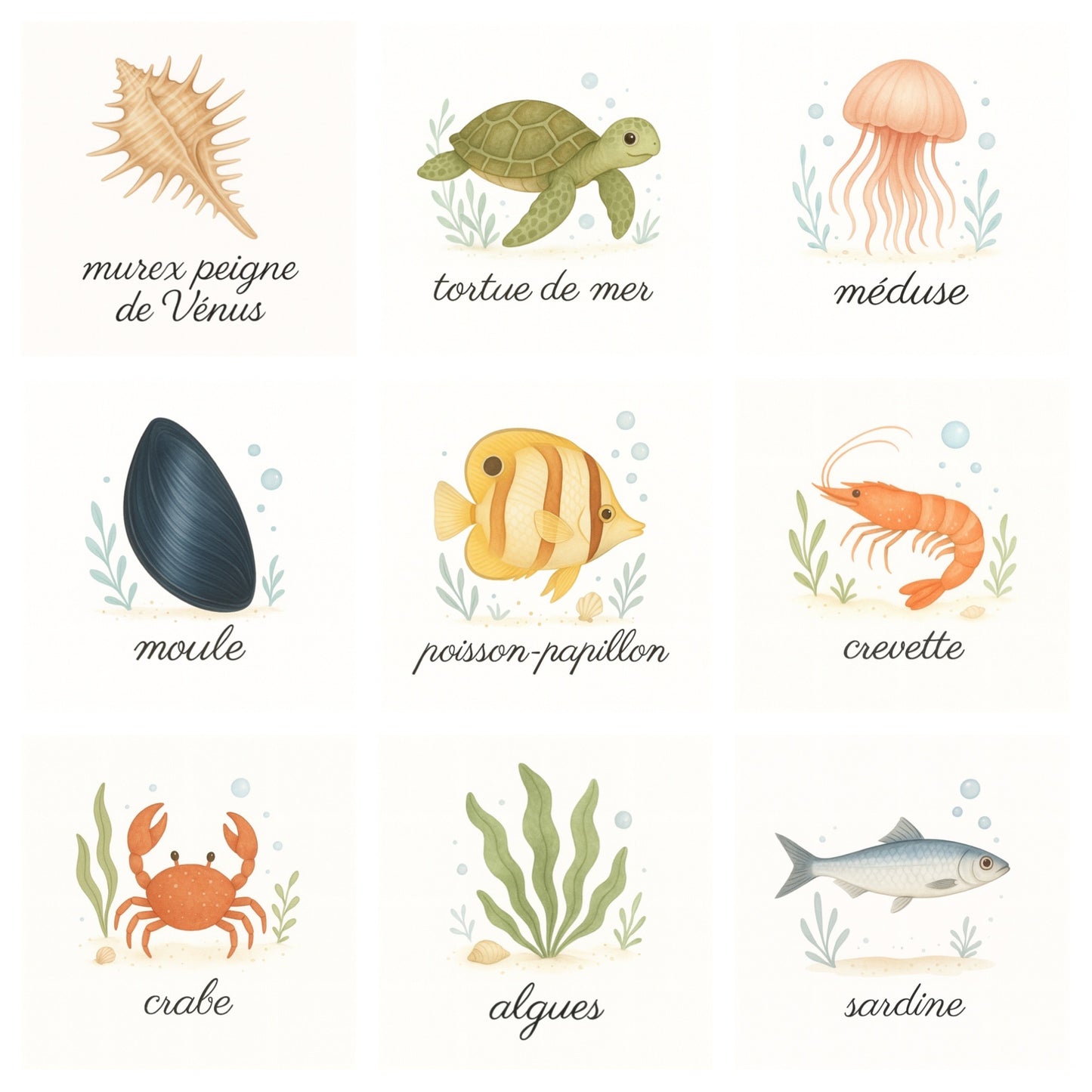 Pack 20 cartes « Les merveilles de l’océan »