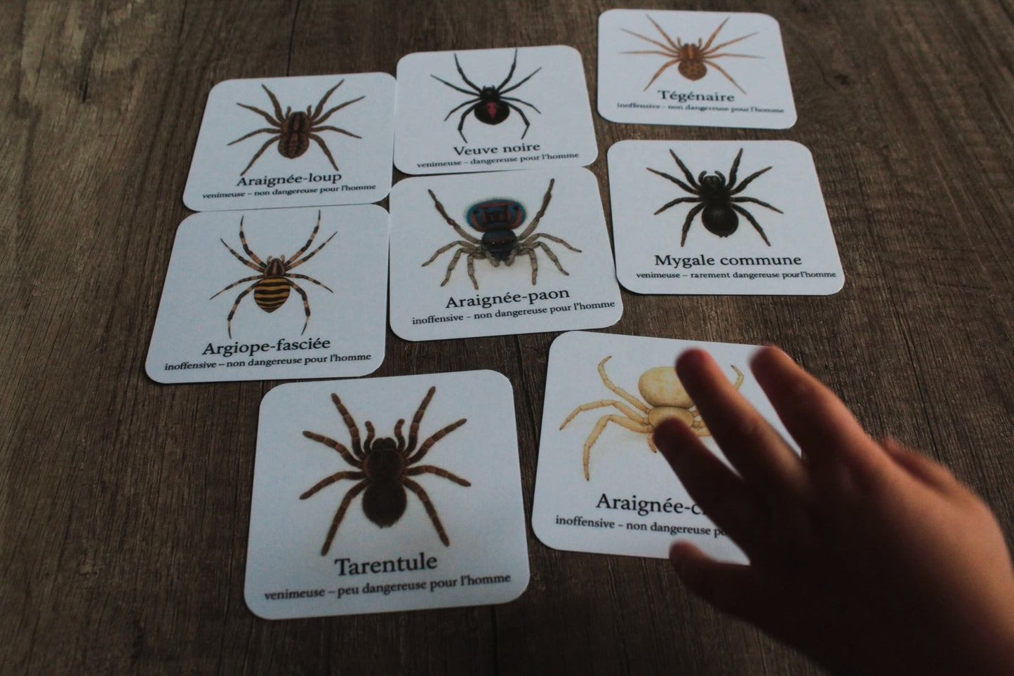 Pack 8 cartes « les araignées »