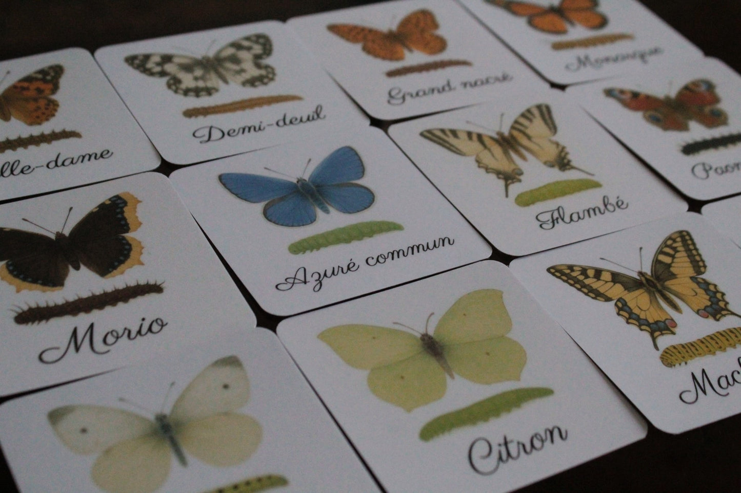Pack de 12 cartes « les papillons et leurs chenilles »