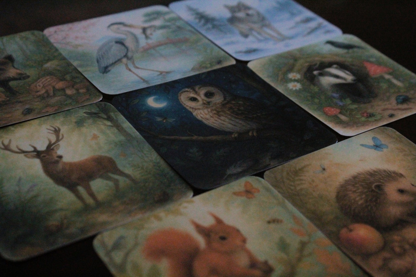 Pack 8 cartes « jeu d’observation »