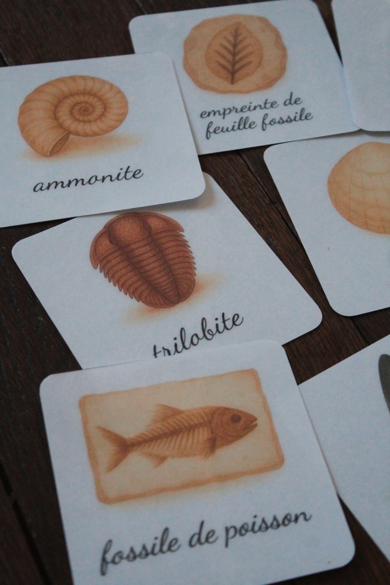 Pack 8 cartes « les fossiles »