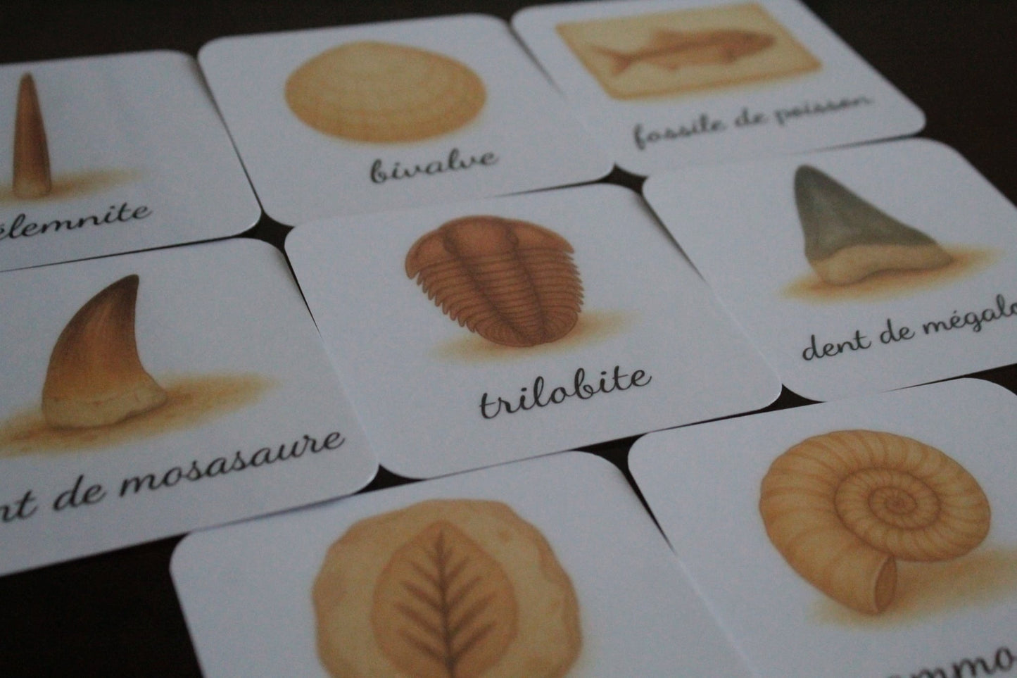 Pack 8 cartes « les fossiles »