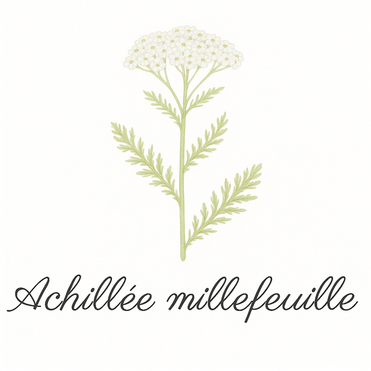 Pack de 8 cartes « les fleurs sauvages »