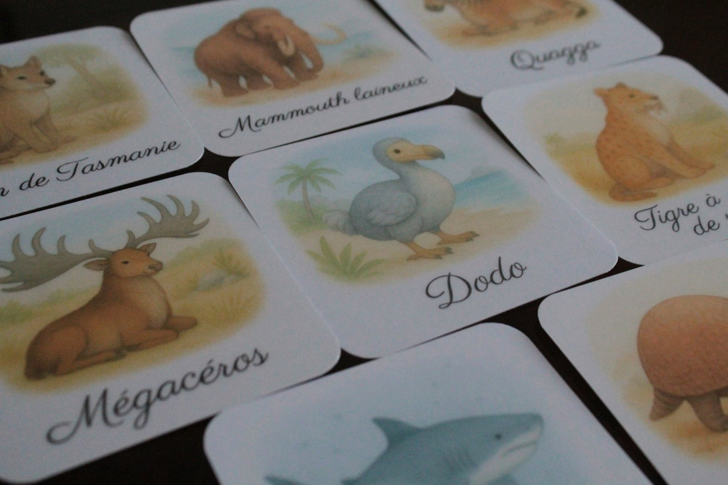 Pack de 8 cartes « les animaux disparus »