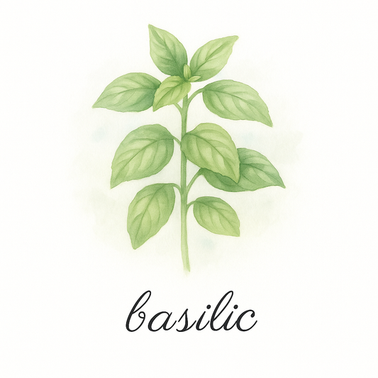 Pack de 8 cartes « herbes aromatiques »