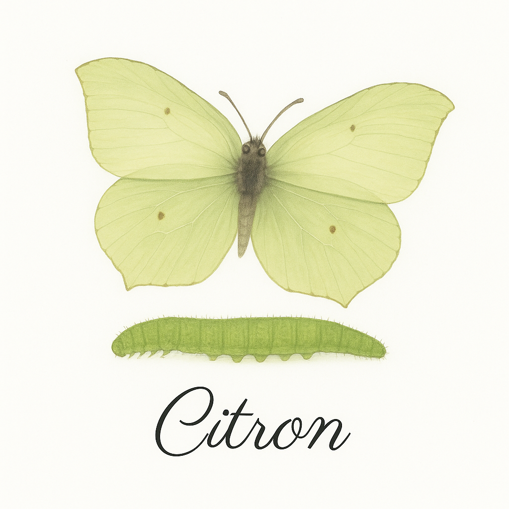 Pack de 12 cartes « les papillons et leurs chenilles »