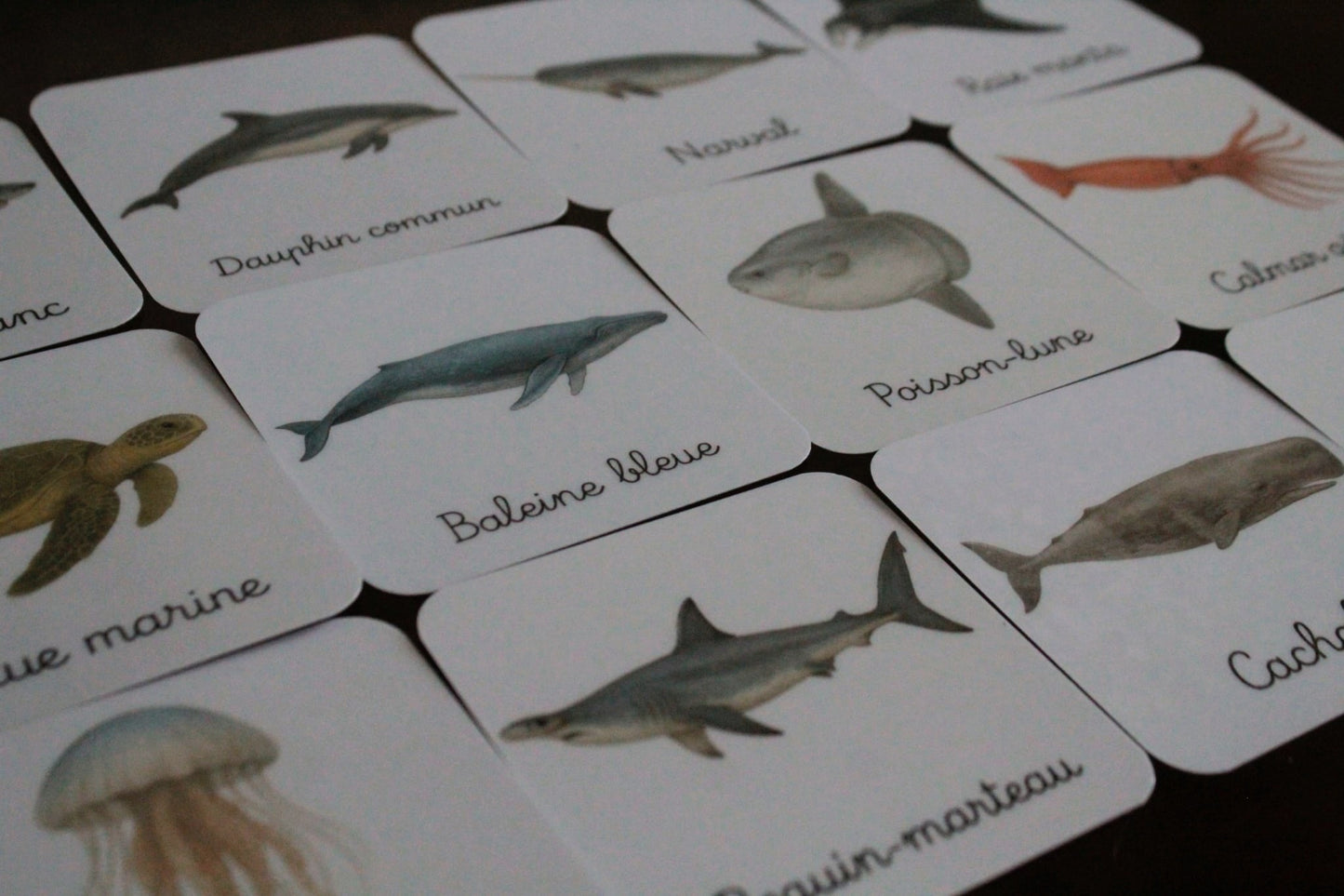 Pack de 12 cartes « les animaux marins réalistes »