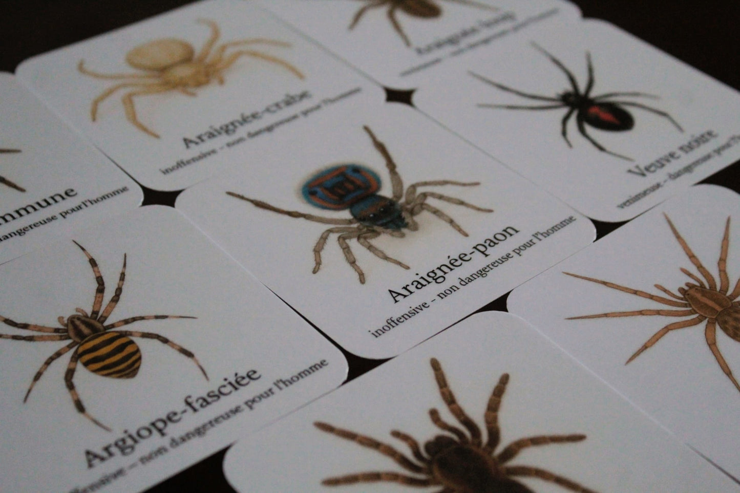 Pack 8 cartes « les araignées »