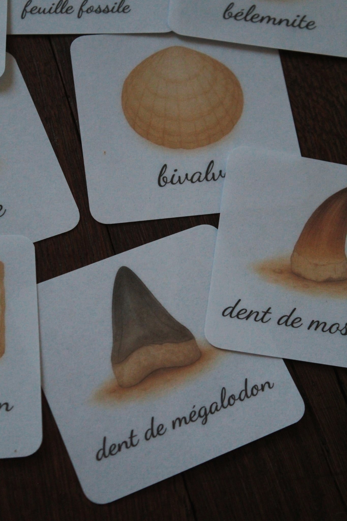 Pack 8 cartes « les fossiles »